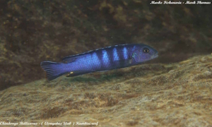 Chindongo bellicosus